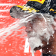 Illustration for article titled Sebastian Vettel Is Your 2013 Formula One World Champion